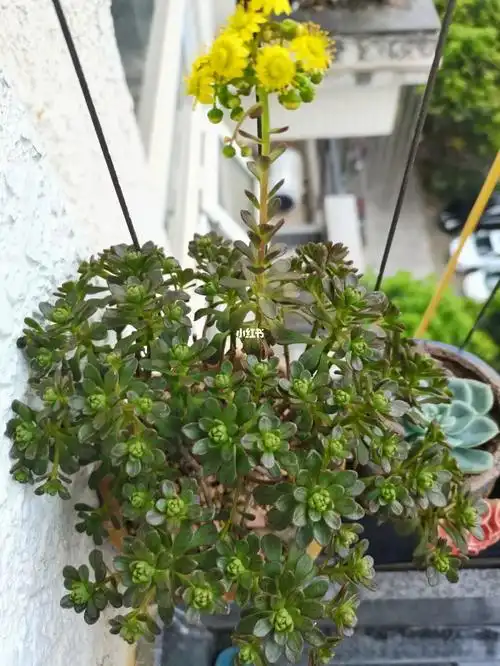这颗小人祭好像也有个四五年,第一次开花98~不知道咋控形,半天太阳
