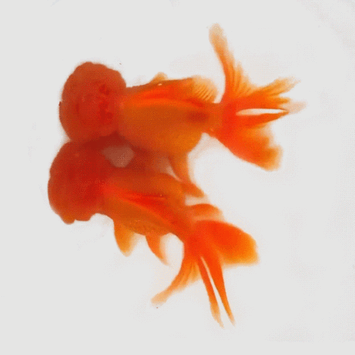 漂亮的金鱼gif表情