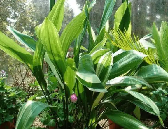 一叶兰植物大图!一叶兰品种高清大图!