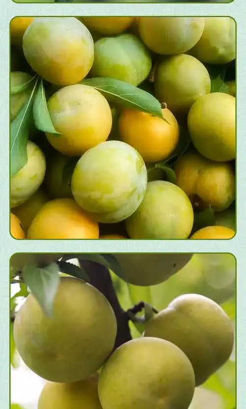 正宗蜂糖李 贵州特产安顺镇宁六马蜂糖李 镇宁脱骨李 新鲜水果现发 5