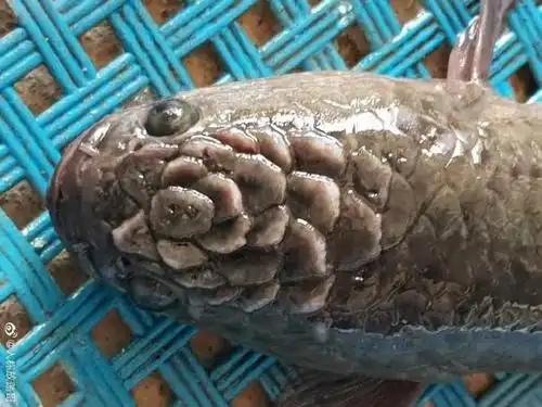 一条头上长了"花"的鱼,原来是泰国线鳢