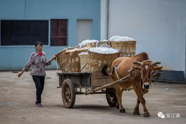 【就拉这点,小菜一碟】