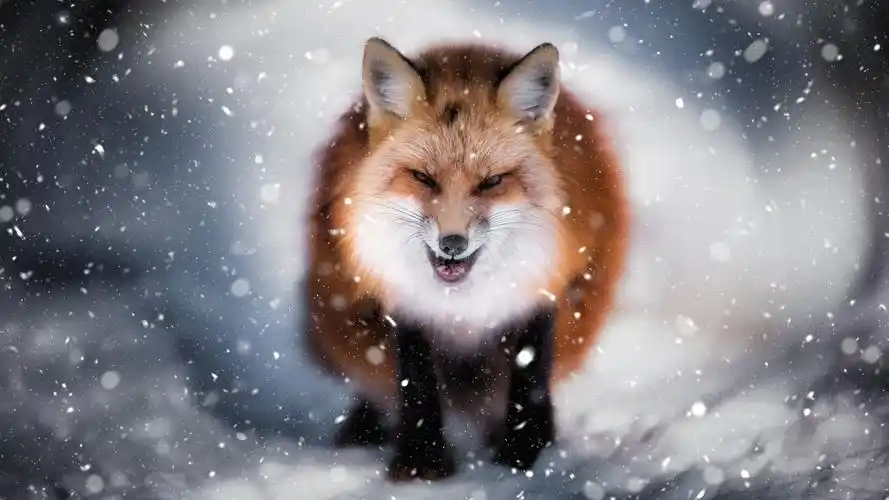 狐狸图片高清电脑桌面壁纸