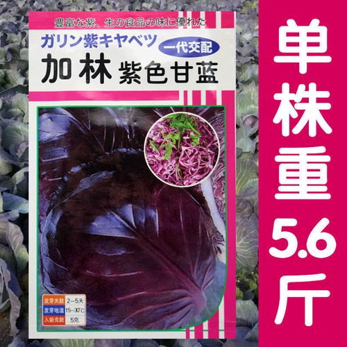 加林紫色甘蓝种子紫甘蓝高产蔬菜种子卷心菜紫包菜球菜甘兰菜籽子