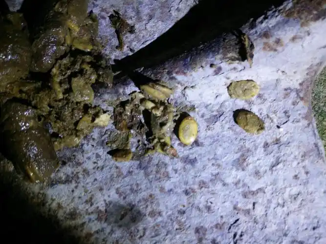 今天狗狗打第三针疫苗,狗狗刚拉的粑粑,看看图片,那个扁的是不是虫子