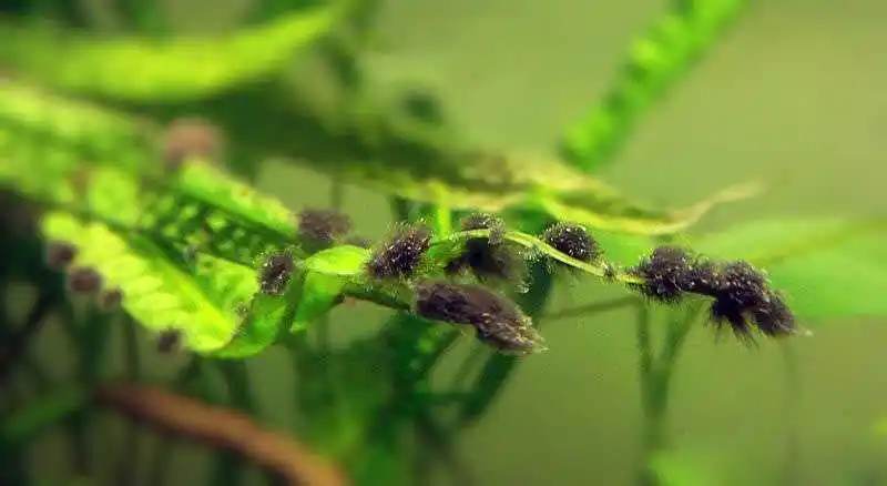 草缸中19种常见藻类图片及解决方法