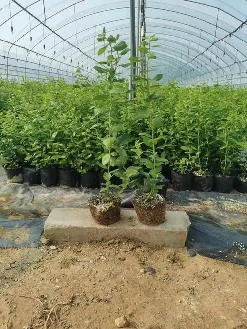 德雷珀蓝莓苗怎么样修剪才好