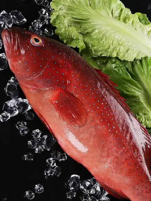 东星斑红石斑鱼冷冻大龙胆鱼深海鱼 腾旺纳跃 9两/条【图片 价格 品牌