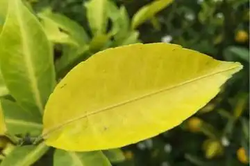 柑橘缺氮症状图片1
