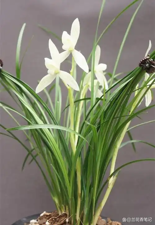 探索云南最"纯净"素心兰,高雅圣洁,一尘不染,人称最美兰花