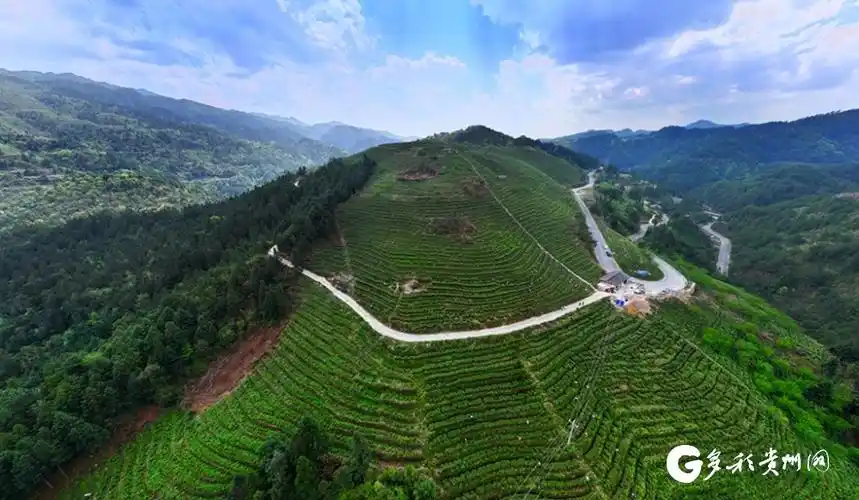 高清组图贵州台江春茶吐新绿茶农采撷忙