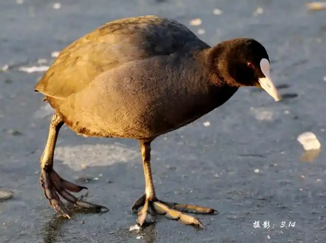 白骨顶鸡的小秘密组照