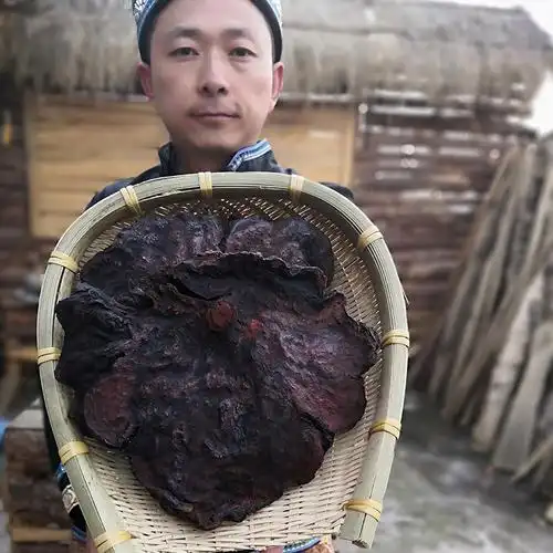 百年锦纶纹五轮野生制何首乌特级正品白发乌发500克120年1斤4片