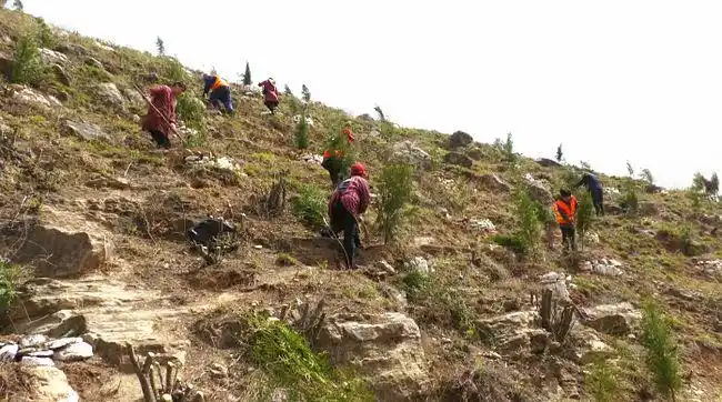 台田沿线植树忙群山峰叠披绿装