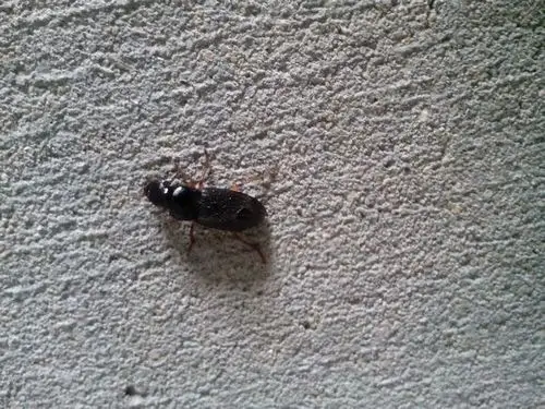 大家帮忙看看这是什么虫子,是蟑螂么?