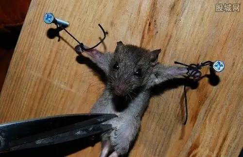 大妈抓老鼠审问 大婶将"耗子"五花大绑严刑拷问 老鼠中毒太深!