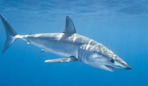 海里游得最快的十种鱼,旗鱼最快时速达190千米_腾讯新闻