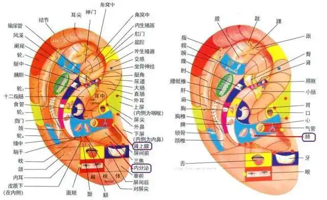 定位于耳甲腔底部,屏间切迹内;◎肾上腺穴,定位于耳屏游离缘下部尖端