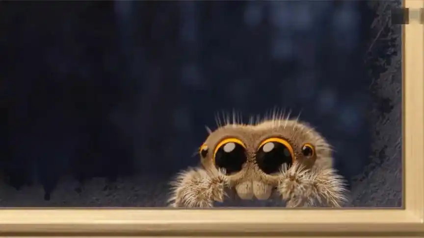 可爱的小蜘蛛卢卡斯,这系列的短片真的是萌到炸裂