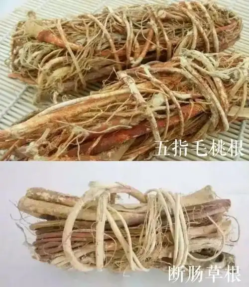 又出事三男子喝五指毛桃泡的酒差点没命