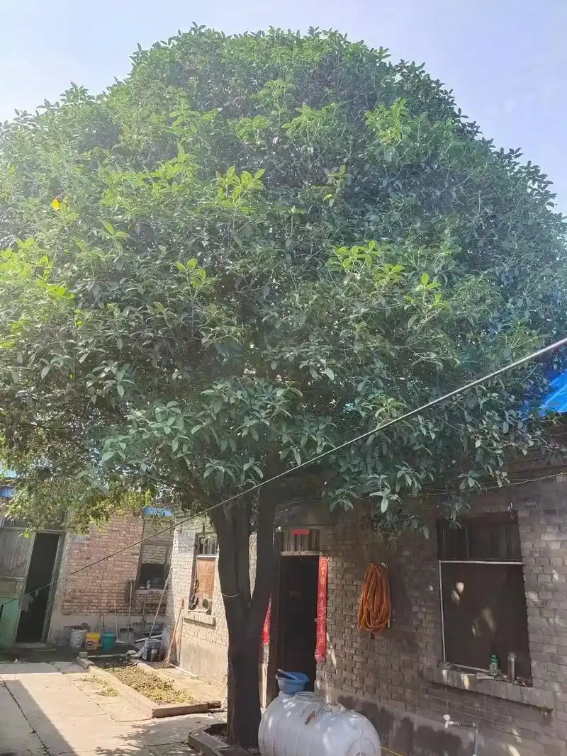 200年左右的老金桂,直经35公分,杆高1.5米,冠幅8米, - 抖音