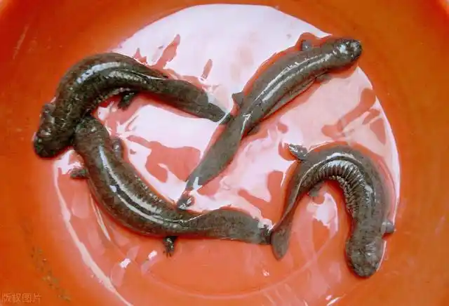 娃娃鱼图片(野生娃娃鱼图片)-伯乐知识网