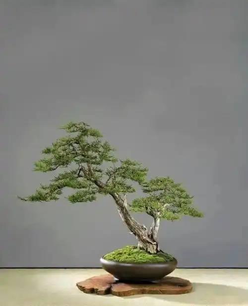 双杆一俯一仰 谓之相依相映_盆景_造型_双干