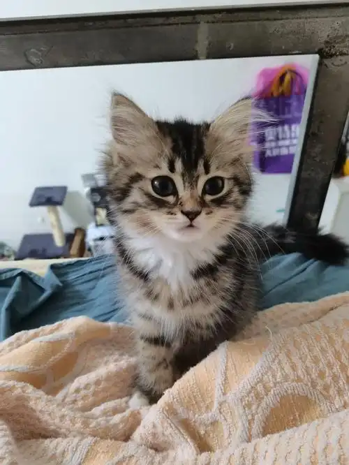 美短串成狸花猫