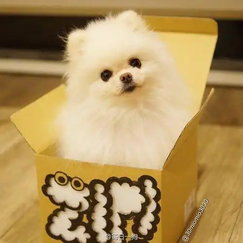 岛国一网友家的超萌博美mio,是个爱笑的小天使.