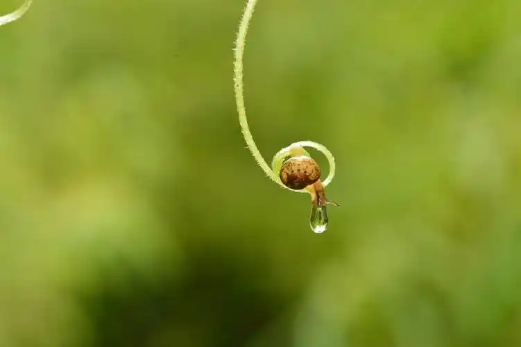 一滴水马上掉下了