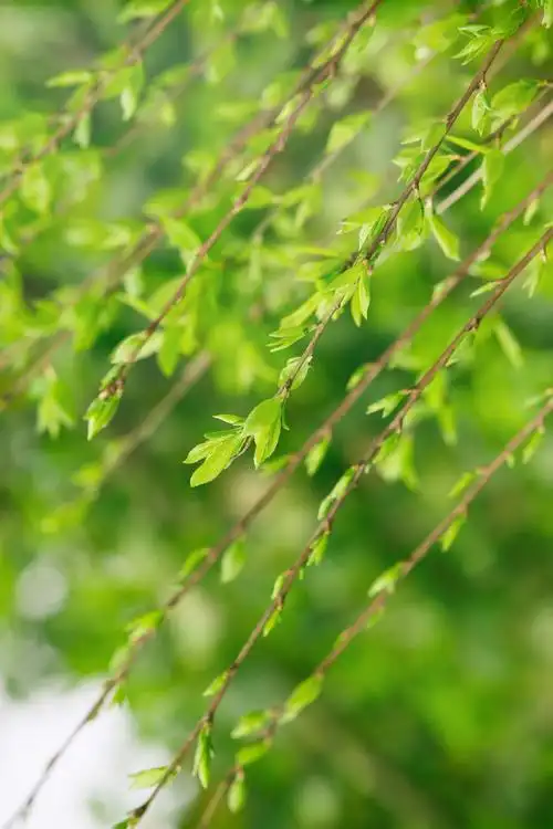 春天绿色树枝树叶柳树