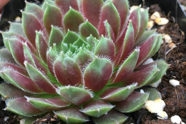 多肉之紫牡丹,大家可以来欣赏一下,高贵圣洁的紫牡丹