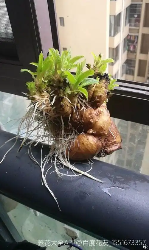 这个是雪莲果的根茎吗