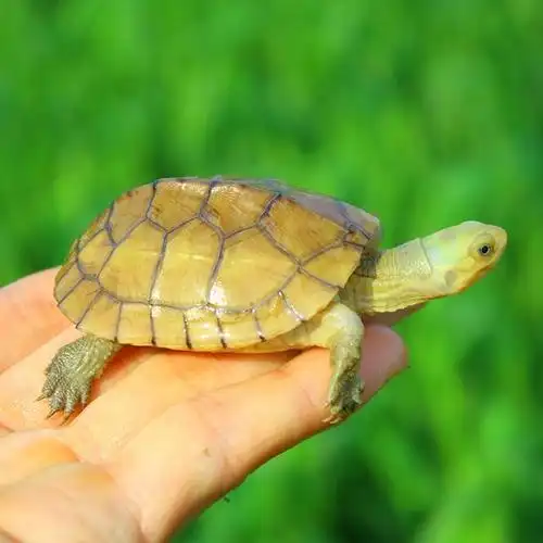 小青龟怎么养?饲养技术