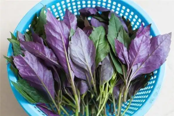 红凤菜有毒吗?医生提醒:这4类人,建议不要吃,或对身体有伤害