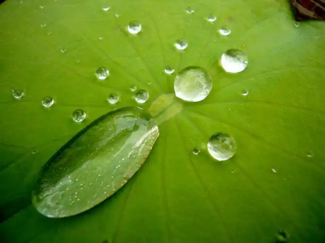 荷叶上有水珠下有田螺