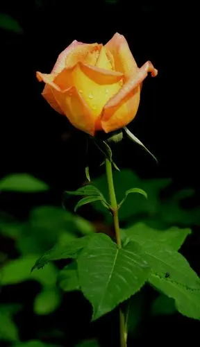 月季花挣奇斗艳的季节