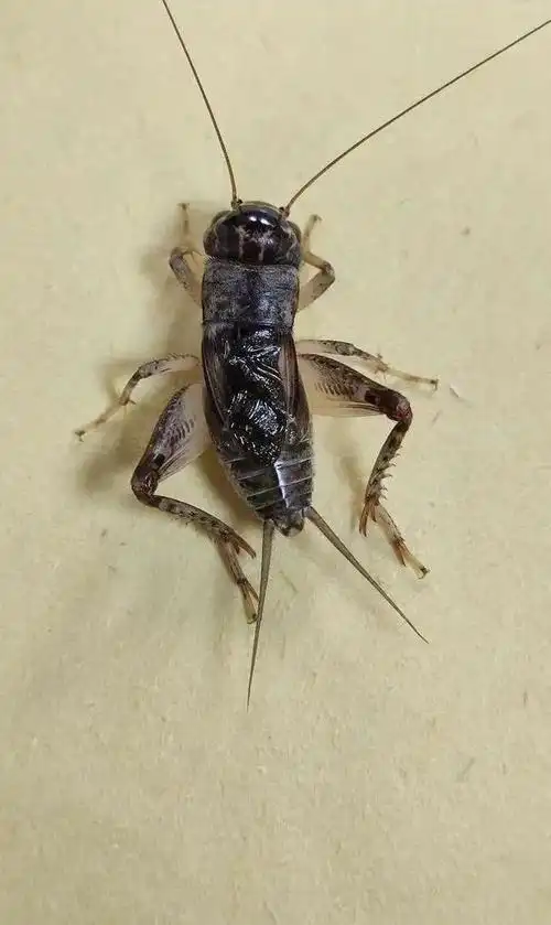 蟋蟀王可遇不可求