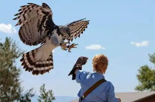 的灭绝已经成为了现代社会的一种普遍情况,虽然说是世界上最大的鹰