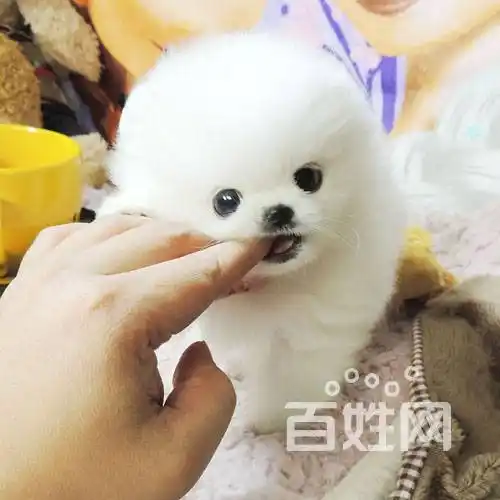 广州养殖场出售高品质幼犬博美包纯种健康可送货