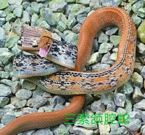 三角线蛇学名叫什么蛇