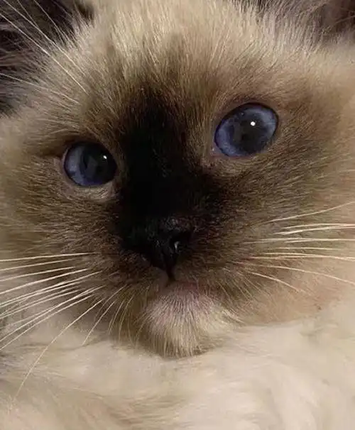 姨姨们 第一眼面相咋样