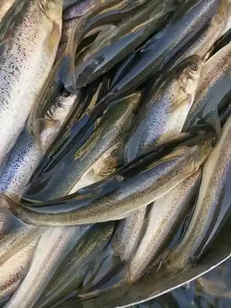 柳根鱼活水河柳想吃的小黄车下单