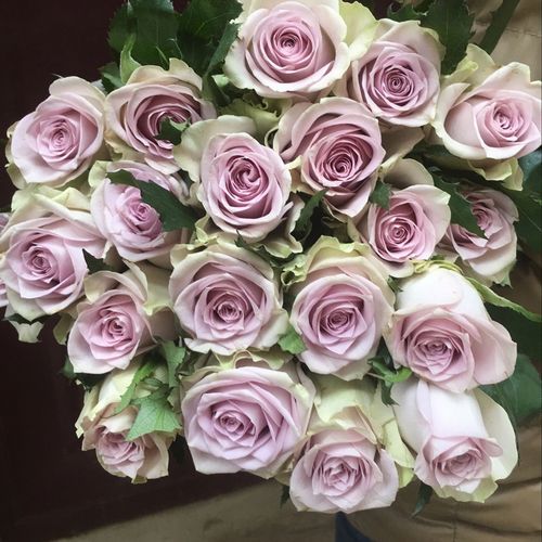 海洋之谜月季玫瑰多季勤花多头阳台庭院花园时令草本花卉