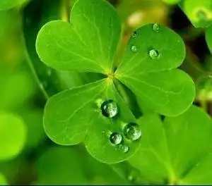 五叶草代表什么意思(五叶草国际公认为幸运的象征)