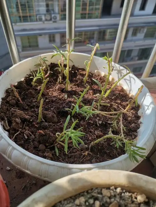 太阳花种植第一天