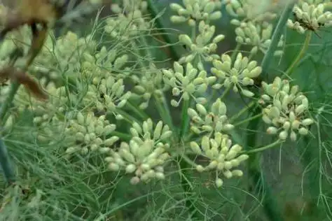 茴香的功效与作用 (小茴香的功效与作用)