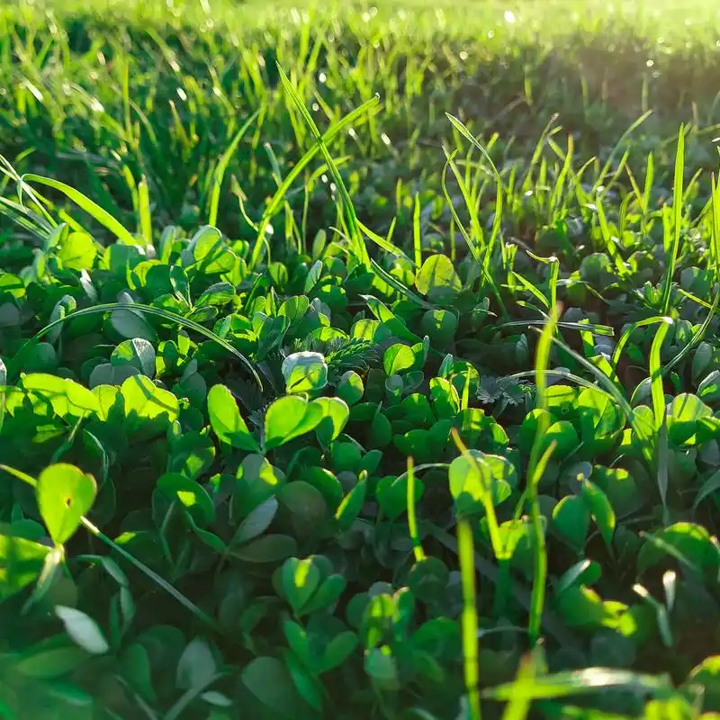 草分为草坪草和观赏草,在生态系统中扮演着重要角色.