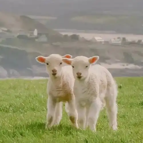 求两只小羊的原图