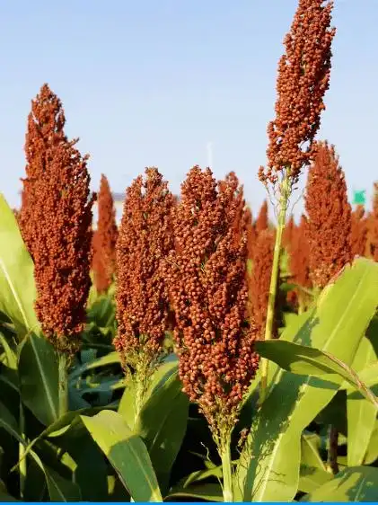 沉甸甸的一大片眼下正迎来了成熟季节就种着140多亩的红高粱在咱们